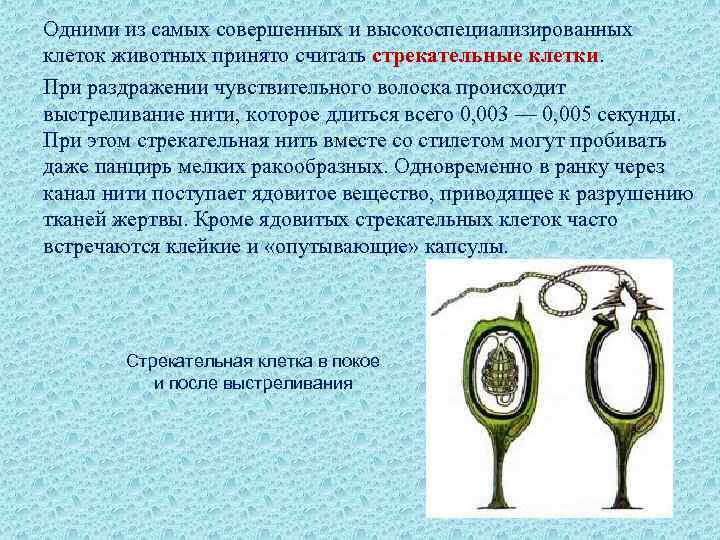 Одними из самых совершенных и высокоспециализированных клеток животных принято считать стрекательные клетки. При раздражении