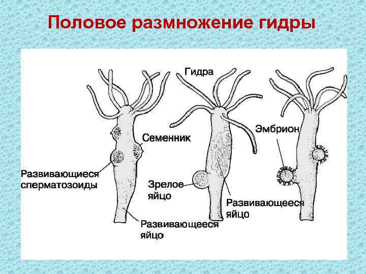 Половое размножение гидры 