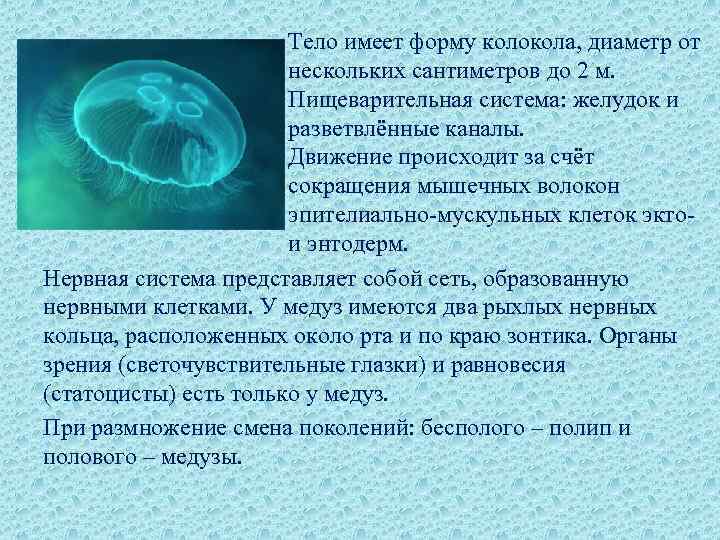     Тело имеет форму колокола, диаметр от    нескольких