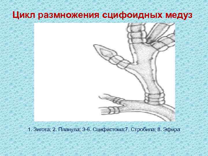 Цикл размножения сцифоидных медуз  1. Зигота; 2. Планула; 3 -6. Сцифистома; 7. Стробила;