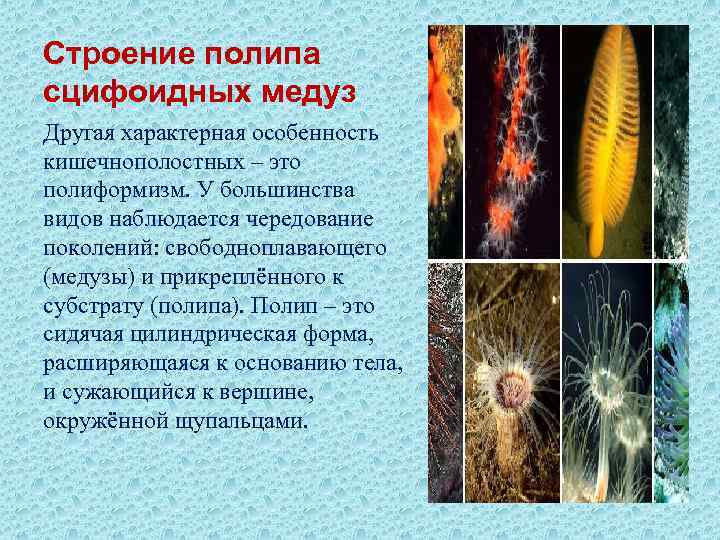 Строение полипа сцифоидных медуз Другая характерная особенность кишечнополостных – это полиформизм. У большинства видов