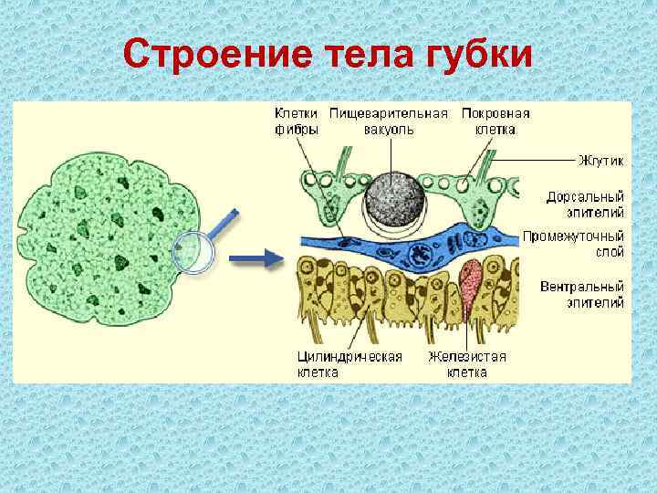 Строение тела губки 