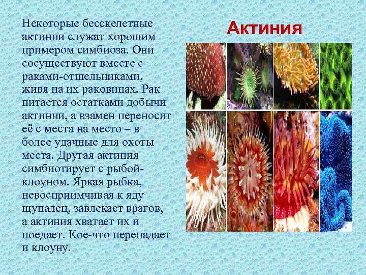 Некоторые бесскелетные актинии служат хорошим  Актиния примером симбиоза. Они сосуществуют вместе с раками-отшельниками,