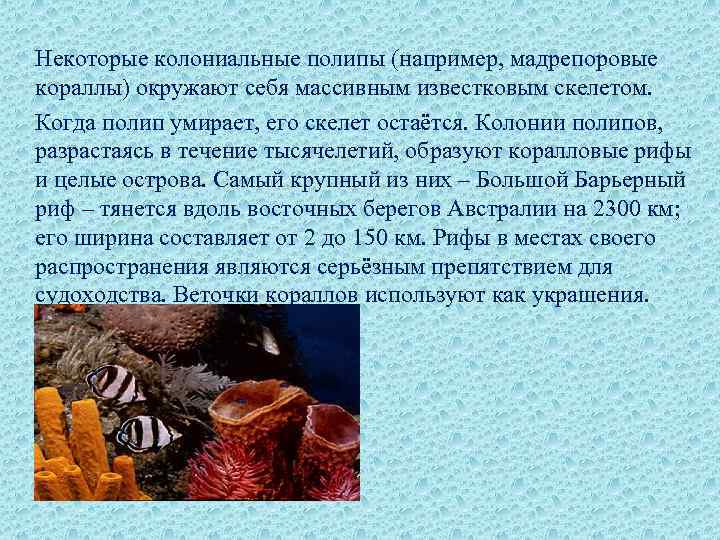 Некоторые колониальные полипы (например, мадрепоровые кораллы) окружают себя массивным известковым скелетом. Когда полип умирает,