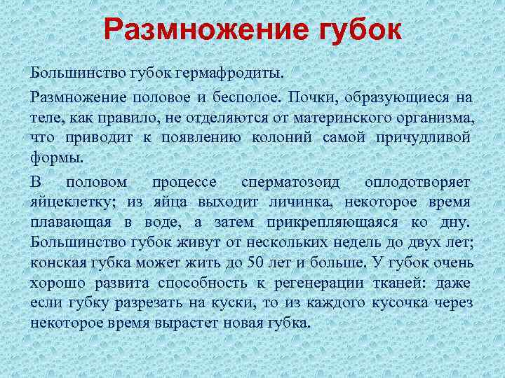    Размножение губок Большинство губок гермафродиты. Размножение половое и бесполое. Почки, образующиеся