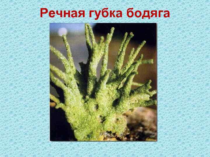 Речная губка бодяга 