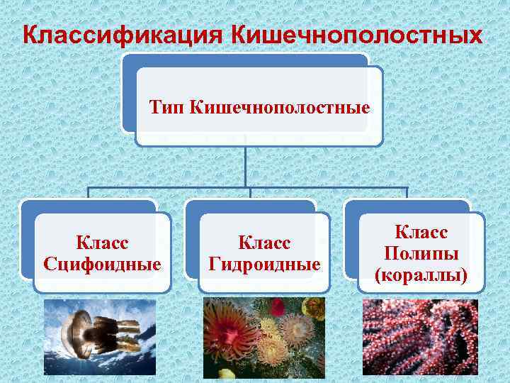 Классы кишечнополостных животных. Классификация кишечнополостных. Тип Кишечнополостные классификация. Кишечнополостные животные классификация. Отряды кишечнополостных.