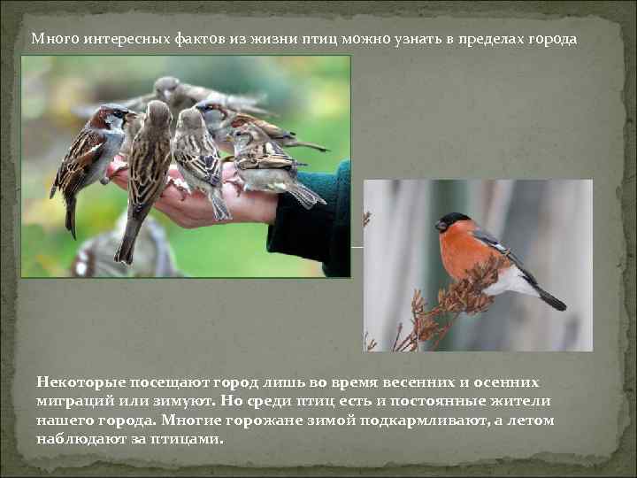 Много интересных фактов из жизни птиц можно узнать в пределах города Некоторые посещают город