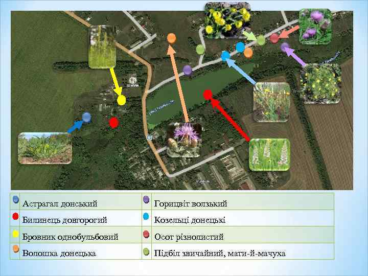 Астрагал донський Горицвіт волзький Билинець довгорогий Козельці донецькі Бровник однобульбовий Осот різнолистий Волошка донецька