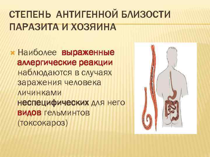 СТЕПЕНЬ АНТИГЕННОЙ БЛИЗОСТИ ПАРАЗИТА И ХОЗЯИНА  Наиболее выраженные аллергические реакции наблюдаются в случаях