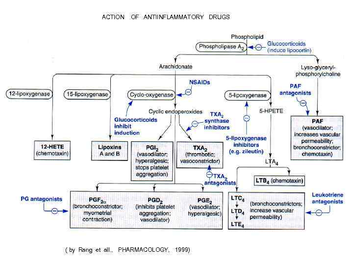 ACTION OF ANTIINFLAMMATORY DRUGS ( by Rang et all. , PHARMACOLOGY, ACTION OF ANTIINFLAMMATORY DRUGS ( by Rang et all. , PHARMACOLOGY,