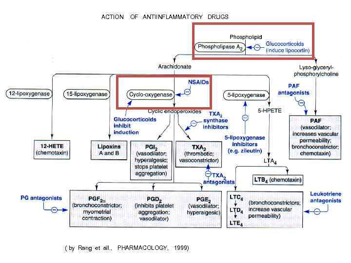 ACTION OF ANTIINFLAMMATORY DRUGS ( by Rang et all. , PHARMACOLOGY, ACTION OF ANTIINFLAMMATORY DRUGS ( by Rang et all. , PHARMACOLOGY,