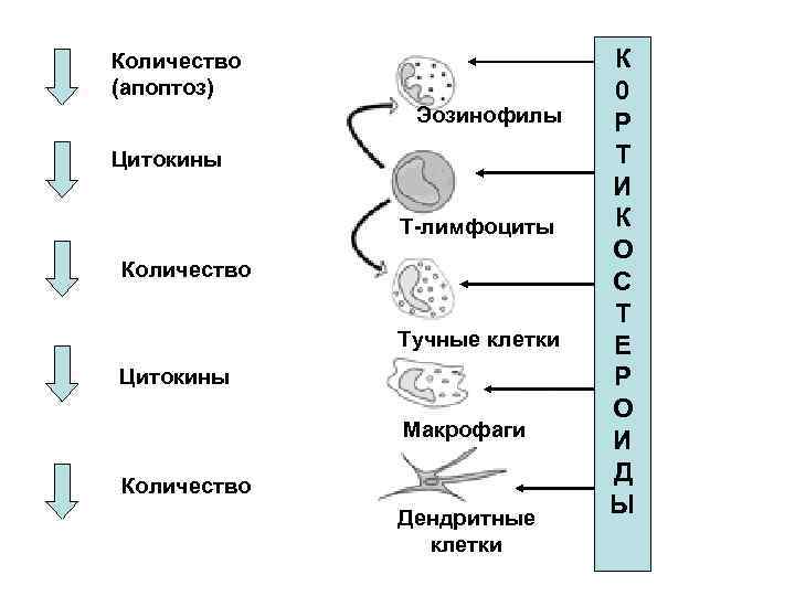 Количество К (апоптоз) 0 Эозинофилы Количество К (апоптоз) 0 Эозинофилы