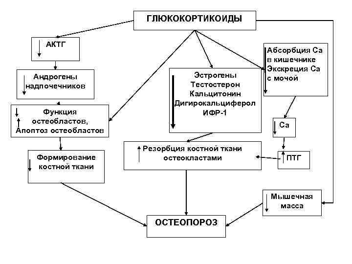 ГЛЮКОКОРТИКОИДЫ АКТГ Абсорбция Са ГЛЮКОКОРТИКОИДЫ АКТГ Абсорбция Са