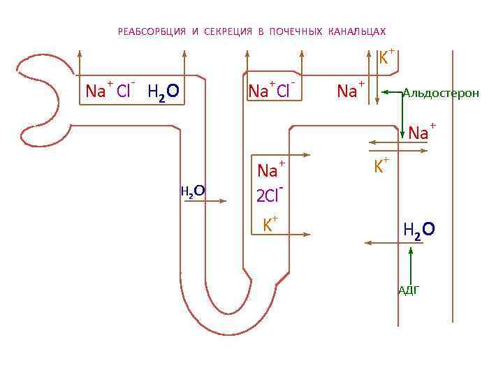 РЕАБСОРБЦИЯ И СЕКРЕЦИЯ В ПОЧЕЧНЫХ КАНАЛЬЦАХ K+ Na Cl РЕАБСОРБЦИЯ И СЕКРЕЦИЯ В ПОЧЕЧНЫХ КАНАЛЬЦАХ K+ Na Cl