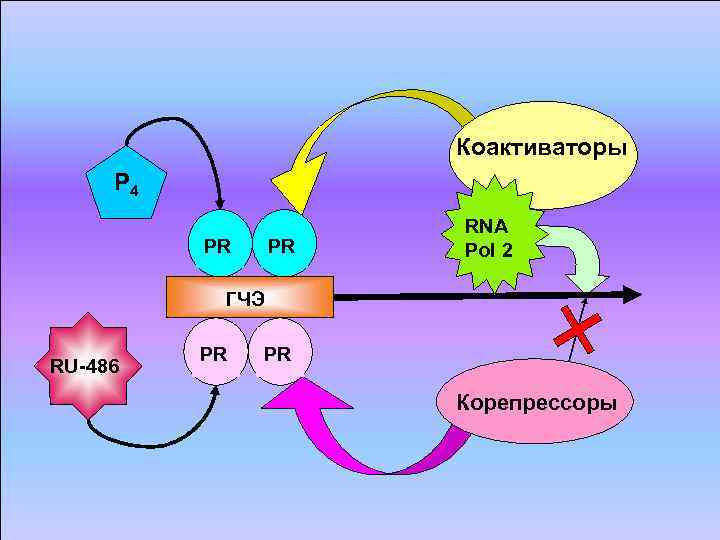Коактиваторы P 4 RNA PR Коактиваторы P 4 RNA PR