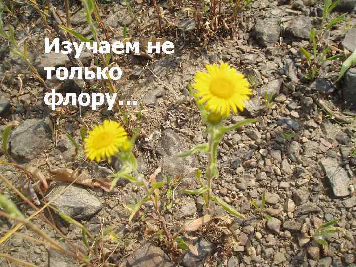 Изучаем не только флору… 