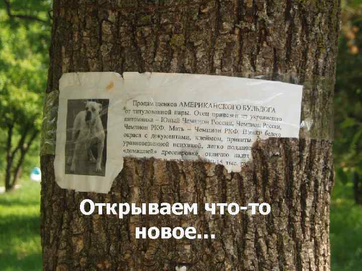 Открываем что-то новое… 