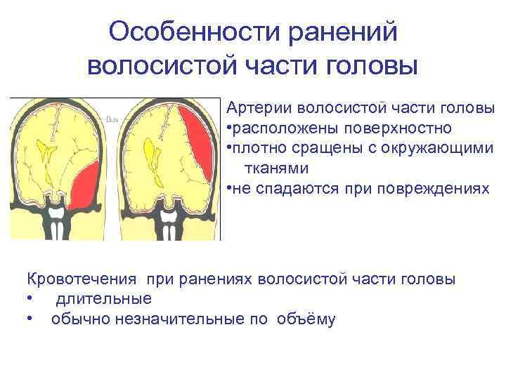   Особенности ранений  волосистой части головы    Артерии волосистой части