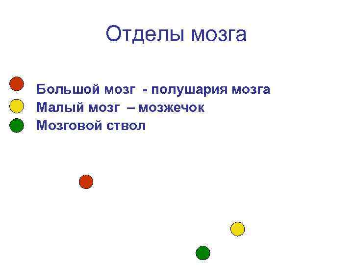   Отделы мозга Большой мозг - полушария мозга Малый мозг – мозжечок Мозговой