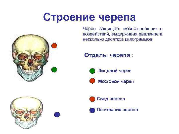 Лицевой отдел черепа. Мышцы лицевого отдела черепа. Границы лицевого отдела черепа. Преобладание лицевого отдела черепа над мозговым.