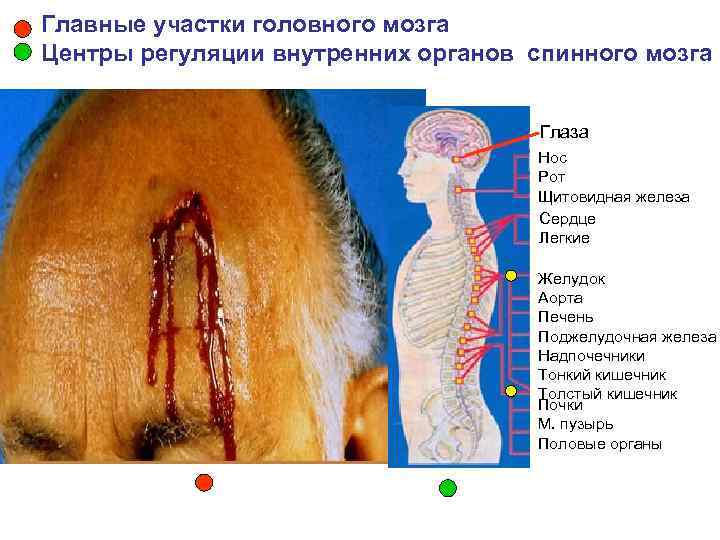 Главные участки головного мозга Центры регуляции внутренних органов спинного мозга    