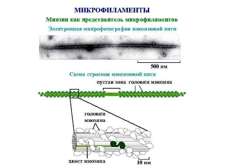   МИКРОФИЛАМЕНТЫ Миозин как представитель микрофиламентов Электронная микрофотография миозиновой нити   