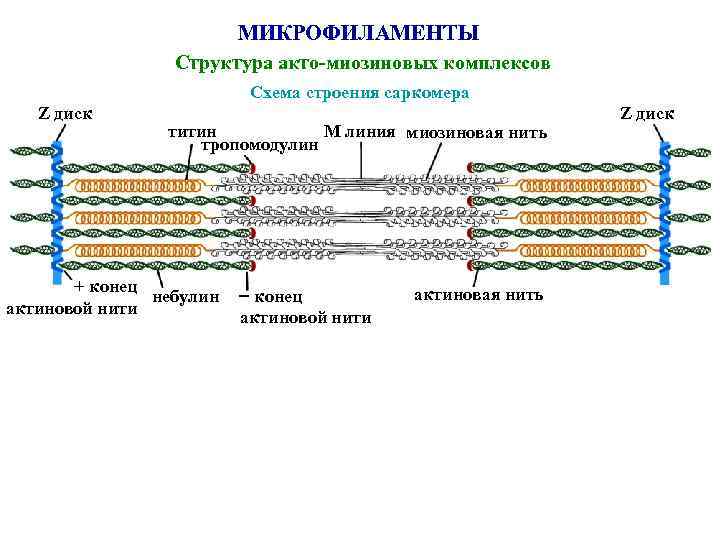      МИКРОФИЛАМЕНТЫ   Структура акто-миозиновых комплексов   