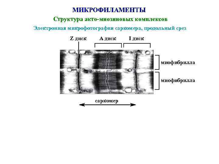    МИКРОФИЛАМЕНТЫ  Структура акто-миозиновых комплексов Электронная микрофотография саркомера, продольный срез 