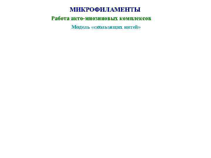  МИКРОФИЛАМЕНТЫ Работа акто-миозиновых комплексов  Модель «скользящих нитей» 
