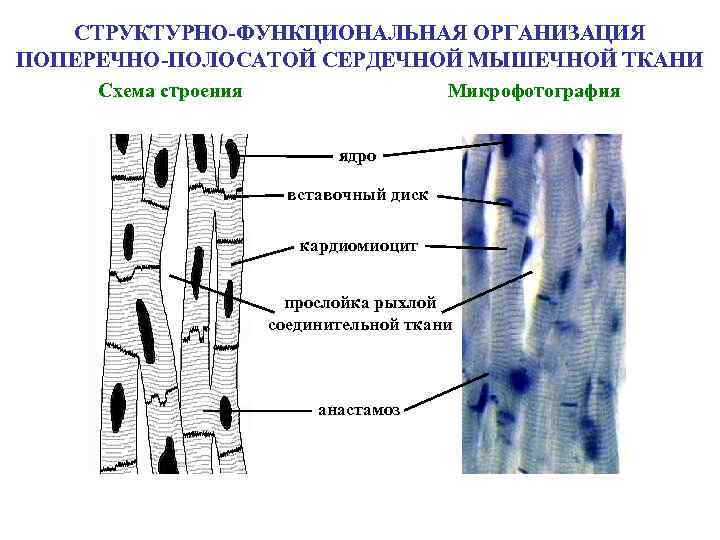 Схема поперечно полосатой мышечной ткани