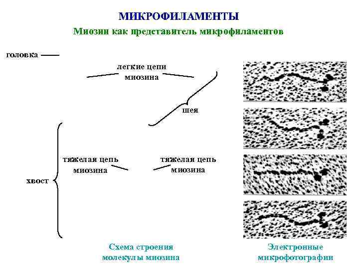       МИКРОФИЛАМЕНТЫ    Миозин как представитель микрофиламентов