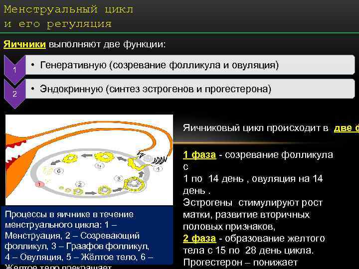 Менструальный цикл и его регуляция Яичники выполняют две функции: 1 • Генеративную Менструальный цикл и его регуляция Яичники выполняют две функции: 1 • Генеративную