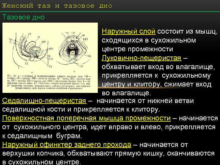 Женский таз и тазовое дно Тазовое дно     Наружный слой состоит