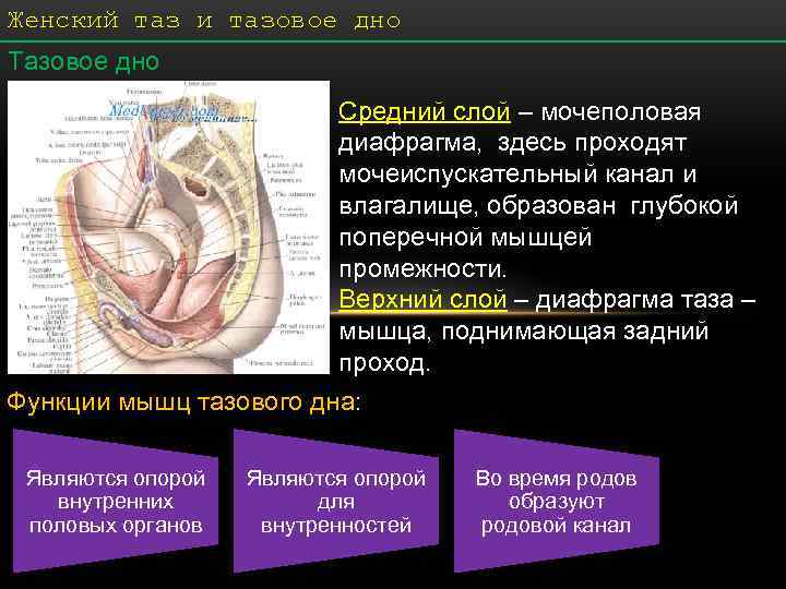 Женский таз и тазовое дно Тазовое дно      Средний слой