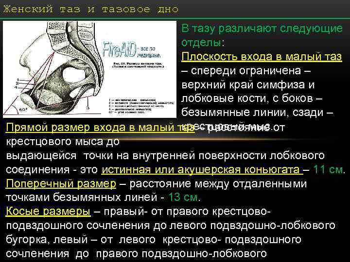 Женский таз и тазовое дно       В тазу различают