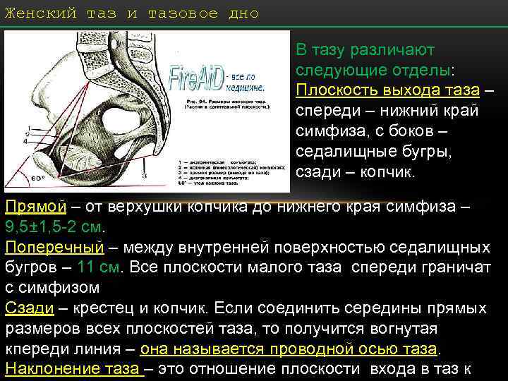 Мышцы полости таза. Анатомия женского тазового дна. Мышцы и фасции тазового дна. Мышцы дна малого таза анатомия.