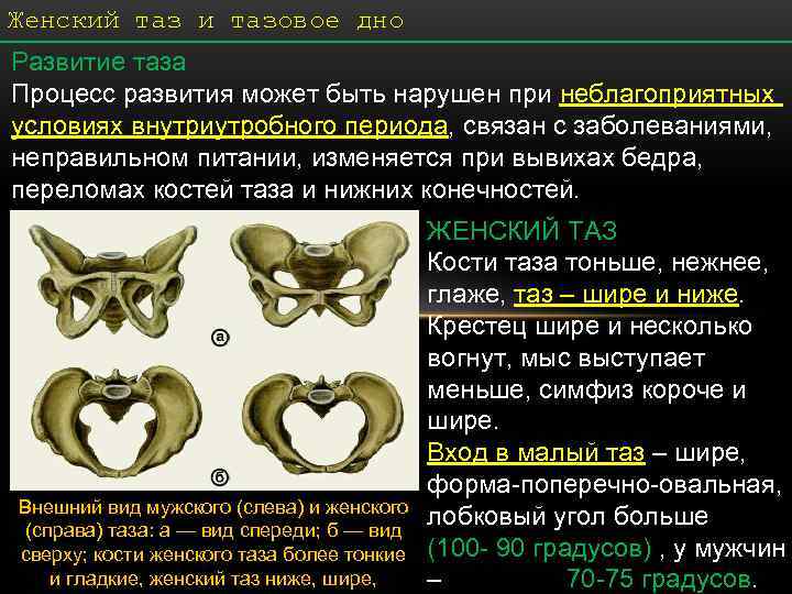 Женский таз и тазовое дно Развитие таза Процесс развития может быть нарушен при неблагоприятных