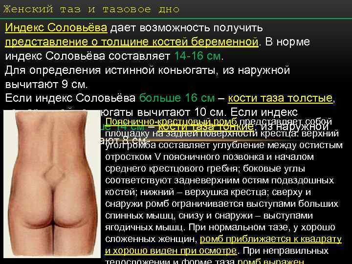 Женский таз и тазовое дно Индекс Соловьёва дает возможность получить представление о толщине костей