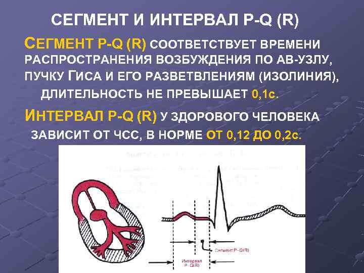 Сегменты экг. Сегмент PQ на ЭКГ. Интервалы и сегменты ЭКГ. Интервал р—q. PQ на ЭКГ.