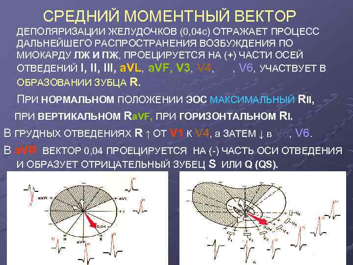  СРЕДНИЙ МОМЕНТНЫЙ ВЕКТОР  ДЕПОЛЯРИЗАЦИИ ЖЕЛУДОЧКОВ (0, 04 с) ОТРАЖАЕТ ПРОЦЕСС  ДАЛЬНЕЙШЕГО