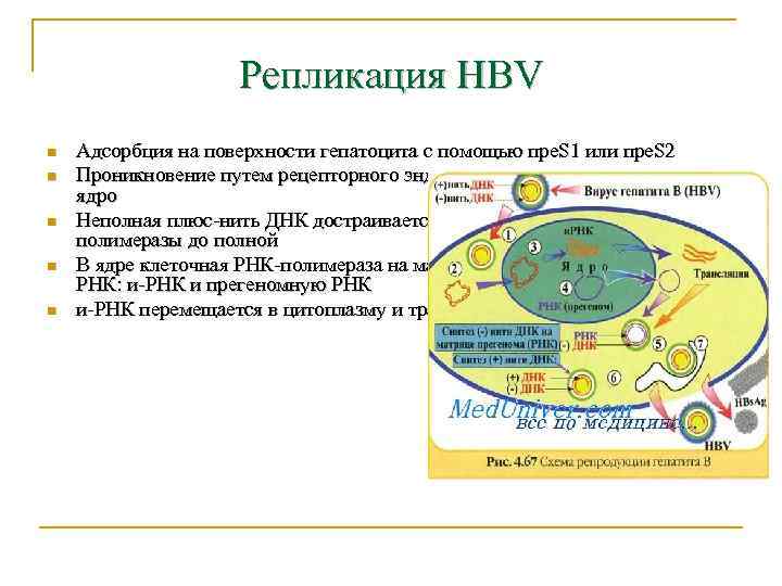     Репликация HBV n  Адсорбция на поверхности гепатоцита с помощью