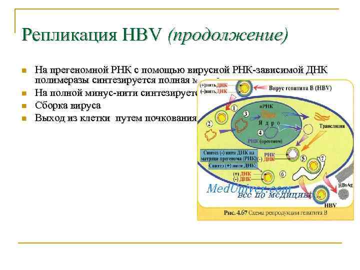 Репликация HBV (продолжение) n  На прегеномной РНК с помощью вирусной РНК-зависимой ДНК полимеразы