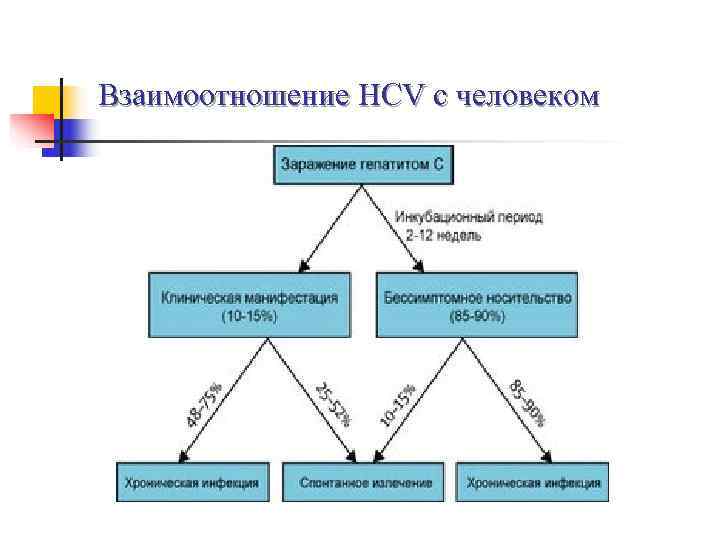 Взаимоотношение HCV с человеком 