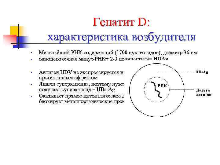     Гепатит D:   характеристика возбудителя •  Мельчайший РНК-содержащий