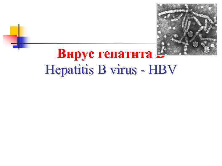  Вирус гепатита В Hepatitis B virus - HBV 