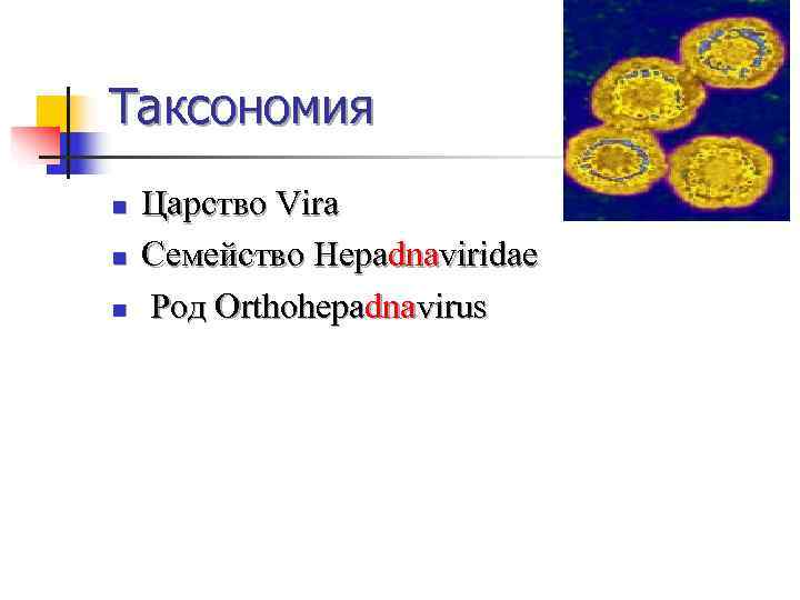 Таксономия n  Царство Vira n  Семейство Hepadnaviridae n  Род Orthohepadnavirus 
