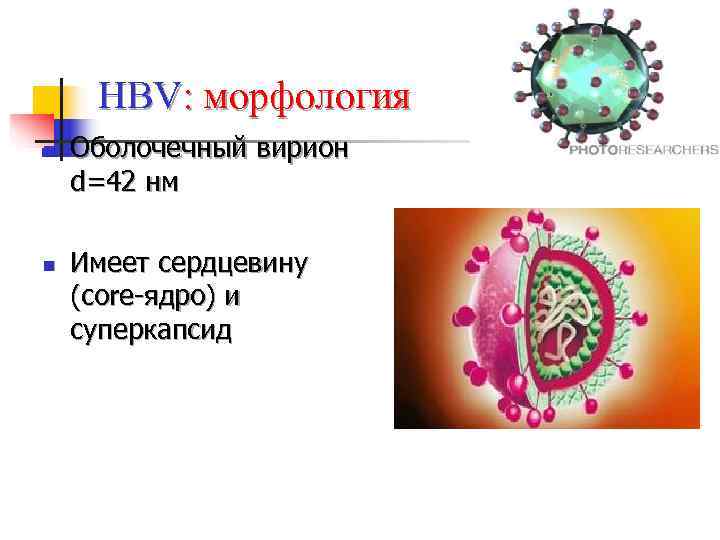  HBV: морфология n  Оболочечный вирион d=42 нм n  Имеет сердцевину (core-ядро)