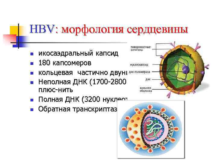 HBV: морфология сердцевины n  икосаэдральный капсид n  180 капсомеров n  кольцевая