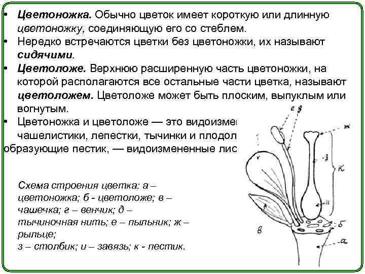 Цветоножка. Как называется расширенная часть цветоножки. Верхняя расширенная часть цветоножки называется. Цветки которые не имеют цветоножки. Цветок без цветоножки.